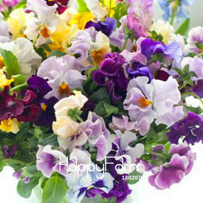 Vibrant Pansy Seeds - Colorful Wavy Viola Tricolor for Bonsai, Pots & Garden | DIY Home Gardening