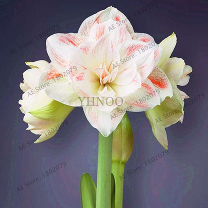 Vibrant Amaryllis Flower Seeds - High Germination, Easy to Grow, Hippeastrum Rutilum