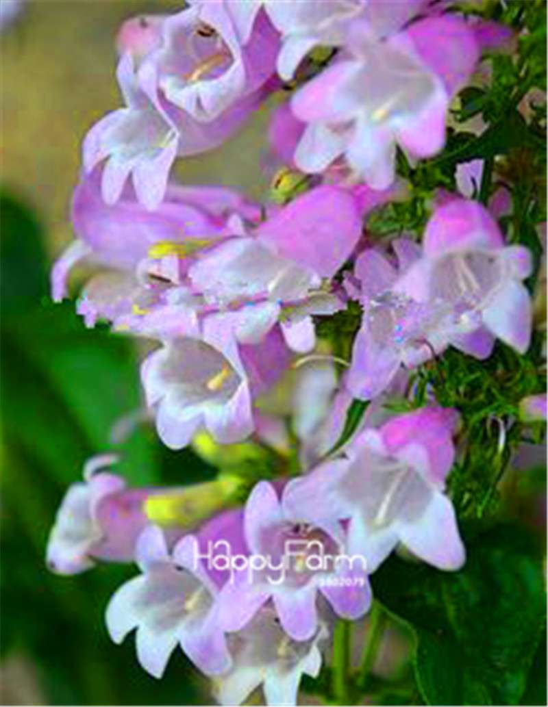 Fritillaria Foxglove Seeds - Potted Bonsai Garden Kit for DIY Home Planting | Premium Quality