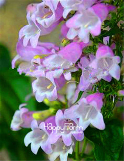 Fritillaria Foxglove Seeds - Potted Bonsai Garden Kit for DIY Home Planting | Premium Quality