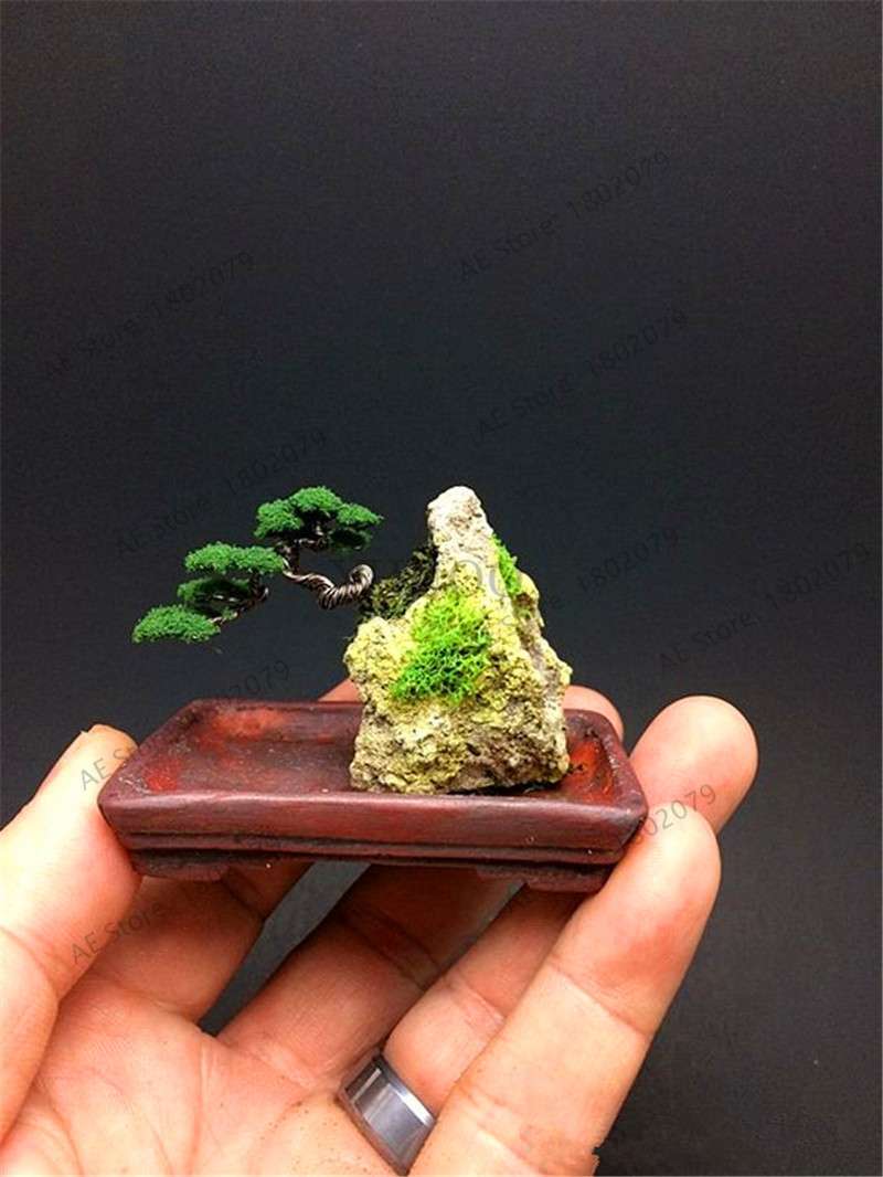 Mini Pine Bonsai Seeds for Indoor Gardens | Perennial Woody Plants