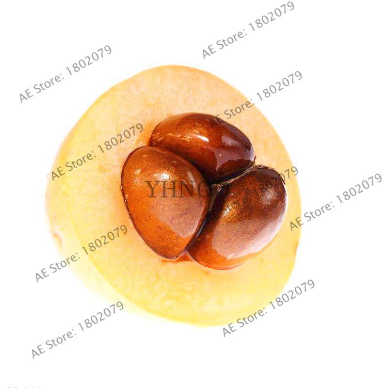 Premium Loquat Seeds - Sweet Fruit, Bonsai & Home Garden Planting, High-Quality for USDA Zones