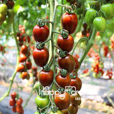 Giant Tomato Seeds for Home Garden - Sweet Pumpkin Tomato, Balcony & Container Planting