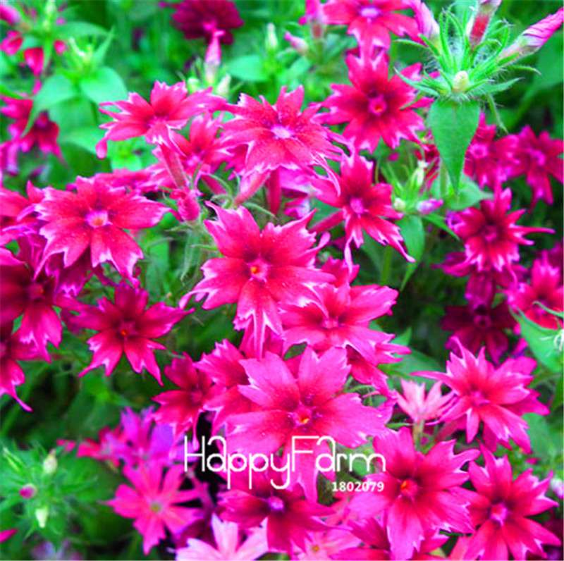 Phlox Drummondii Seeds - Twinkle Star Flower for Home & Garden | Fast-Growing, Vibrant Blooms