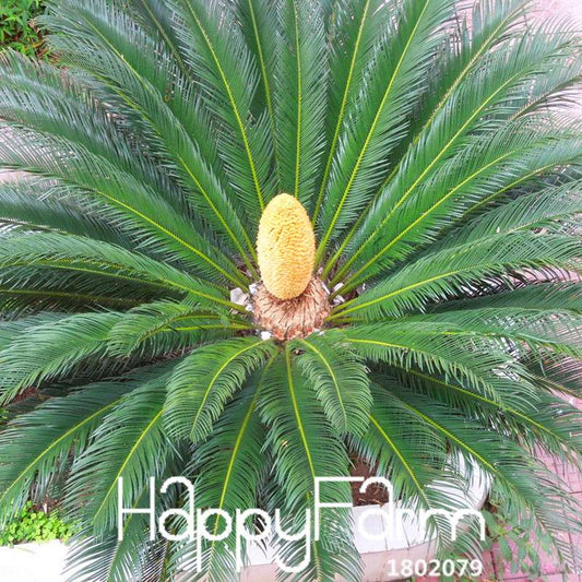 Cycas Seeds for Planting - DIY Home Garden, Potted Houseplant, Easy Grow Indoor/Outdoor