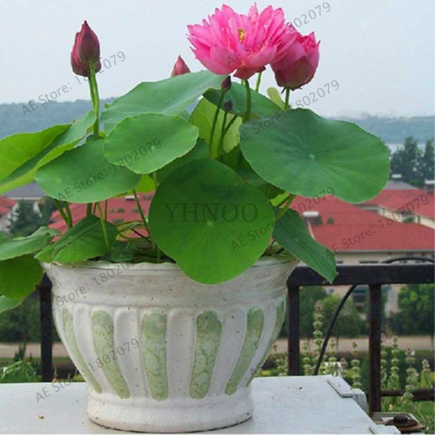 Lotus Seedling Pots - 100% Genuine Bonsai Garden Plants for Hot Summer