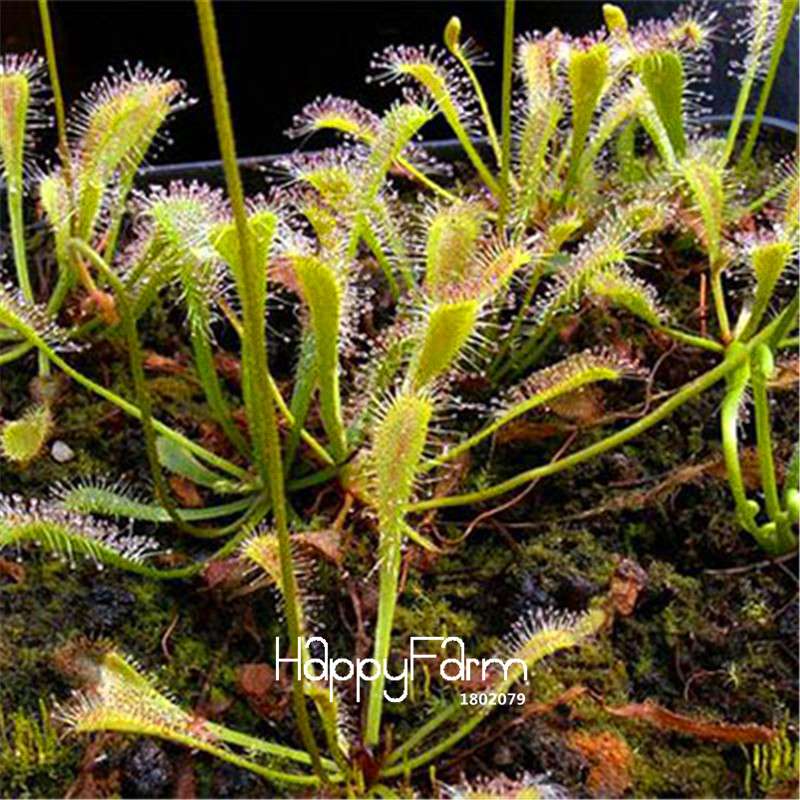 Sundew Seeds - Rare Carnivorous Bonsai Plants, Fresh & Novelty Garden Seeds for Home Gardening