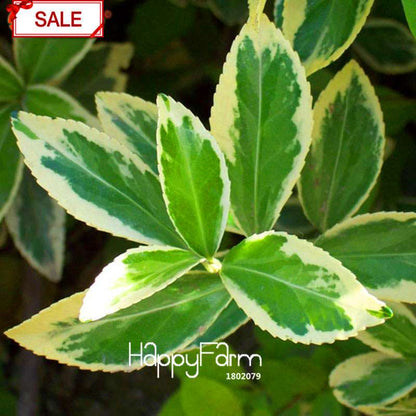 Boxwood Bonsai Seeds - Grow Purifying Air Boxtree Plants, Real Potted Seeds for Home & Garden