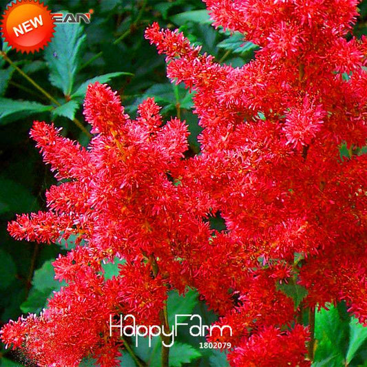 Red Astilbe Seeds for Planting - Perfect for Balcony, Garden & Patio - Grow Beautiful Bonsai Potted Flowers