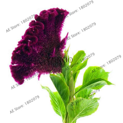 2025 Celosia Flower Seeds Mix Color - Cockscomb Seeds for Home Garden, Easy to Grow & DIY Planting