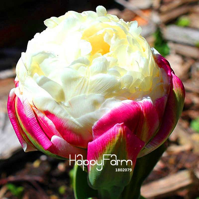 Bonsai Seeds Kit - Grow Stunning Tulip-Like Flowers for Home & Garden | Perennial Potted Plants