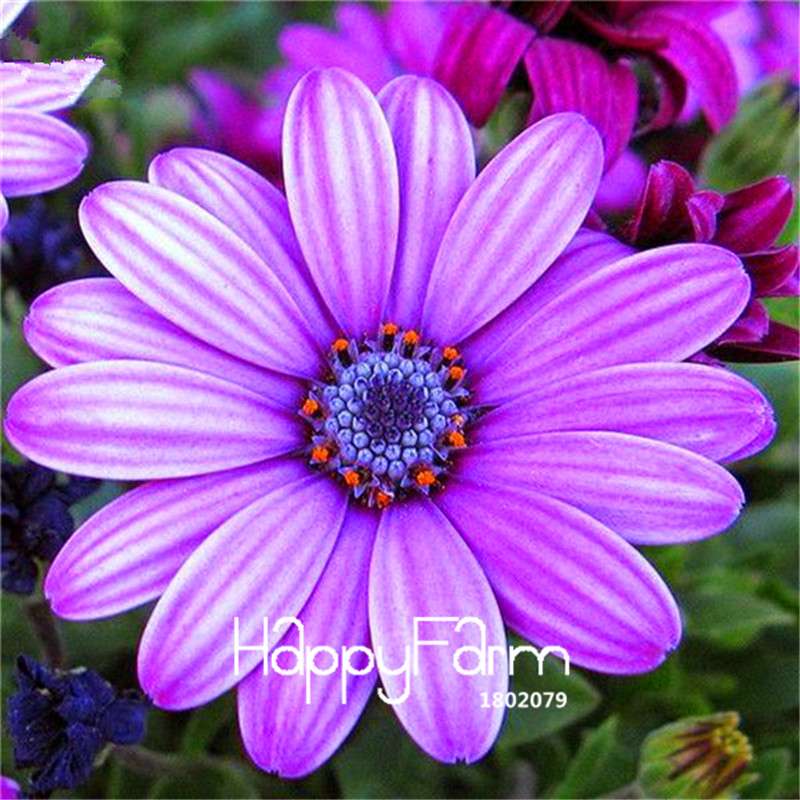 African Blue Eyed Daisy Seeds - Osteospermum Mix for Garden, Bonsai & Outdoor Planting | Fast-Growing Flower Seeds