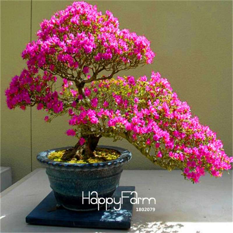 Cherry Blossom Seeds - Easy to Grow Sakura Bonsai Tree for Home Garden, Perennial Flower Like Azalea