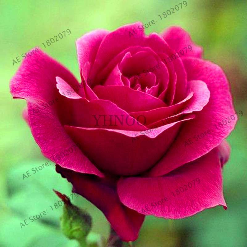 Rare Mixed Color Rose Seeds - Rainbow, Black, Blue - Bonsai Flower Seeds for Home Garden Planting