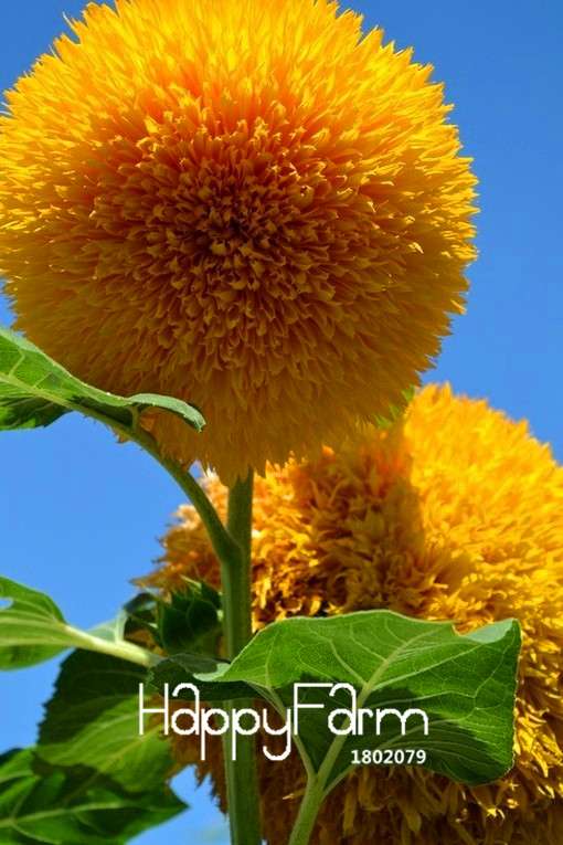 Sunflower Teddy Bear Seeds - Easy Grow Potted Plants for Balcony & Garden