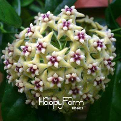 Hoya Seeds for Planting - DIY Home Garden, Potted Flowers, Bonsai & Orchid Seeds - Indoor/Outdoor