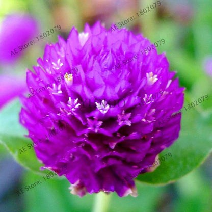Rare Mini Gomphrena Globosa Seeds - Vibrant Perennial Flowers for Garden & Bonsai