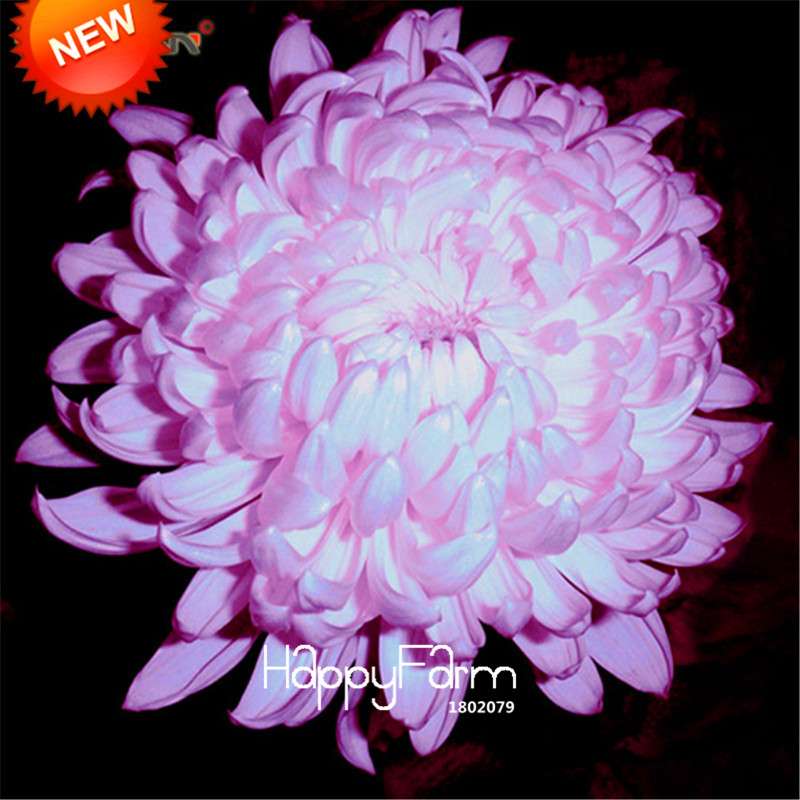 Orange Chrysanthemum Fireworks Flower Seeds - Bonsai Balcony Garden, Fast Shipping USA