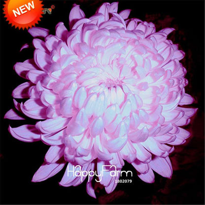 Orange Chrysanthemum Fireworks Flower Seeds - Bonsai Balcony Garden, Fast Shipping USA