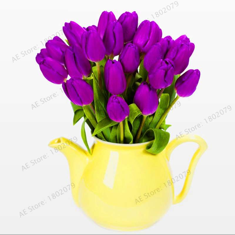 Rare Tulip Seeds - Beautiful Perennial Bonsai Flowers for Home & Garden Planting