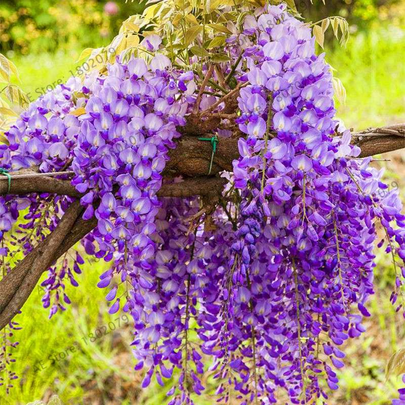 Rare Red Wisteria Seeds - Bonsai Tree Kit for Indoor Home Decor | Easy-Grow Mini Bonsai Plants