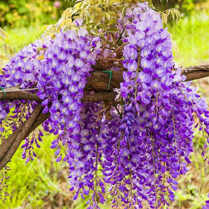 Rare Red Wisteria Seeds - Bonsai Tree Kit for Indoor Home Decor | Easy-Grow Mini Bonsai Plants