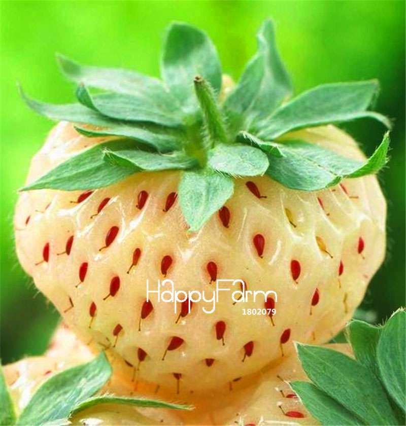 Rare White Strawberry Seeds - Sweet Home Garden Fruit, Year-Round Planting, Non-GMO