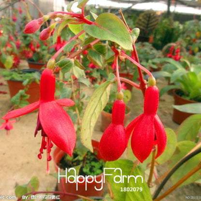 Red Fuchsia Seeds - Vibrant Lantern Flower Bonsai, Perennial Blooming Plants for Garden
