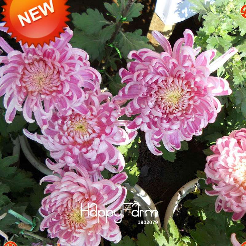 Rare Bicolor Pink & Yellow Chrysanthemum Seeds - DIY Garden Flowers, Fast-Growing Potted Plants