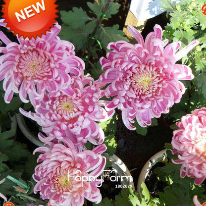 Rare Bicolor Pink & Yellow Chrysanthemum Seeds - DIY Garden Flowers, Fast-Growing Potted Plants