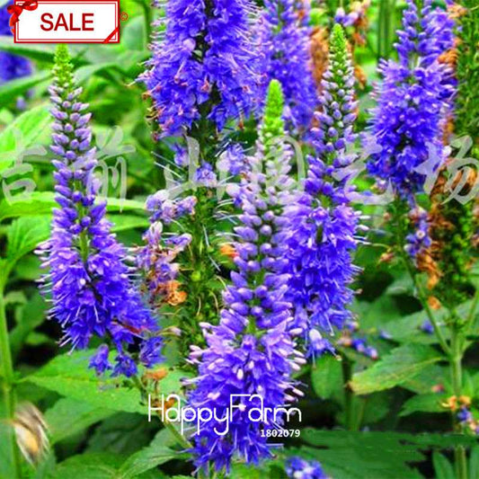 Multi-Color Astilbe Seeds - Vibrant Perennial Flowers for Pots & Gardens | Fast US Shipping