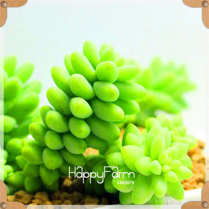 99 Rare Succulents & Lithops Seeds - Exotic Bonsai Plants, - Unique Office & Home Garden