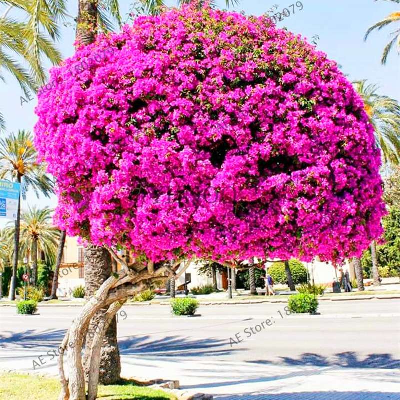 Bougainvillea Bonsai Seeds - Vibrant Flowering Plant for Home & Garden | Fast-Growing, Easy Care