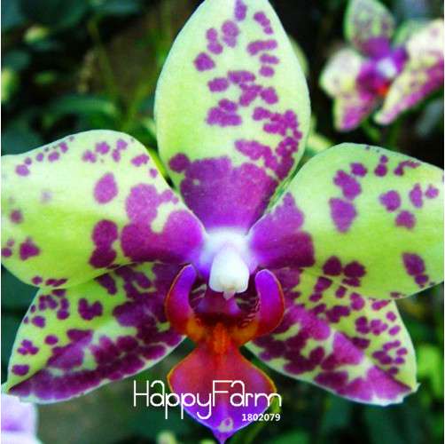 Rare Purple & Green Cymbidium Orchid Seeds - Indoor Bonsai Flower, Exotic Cicada Orchid for Planting