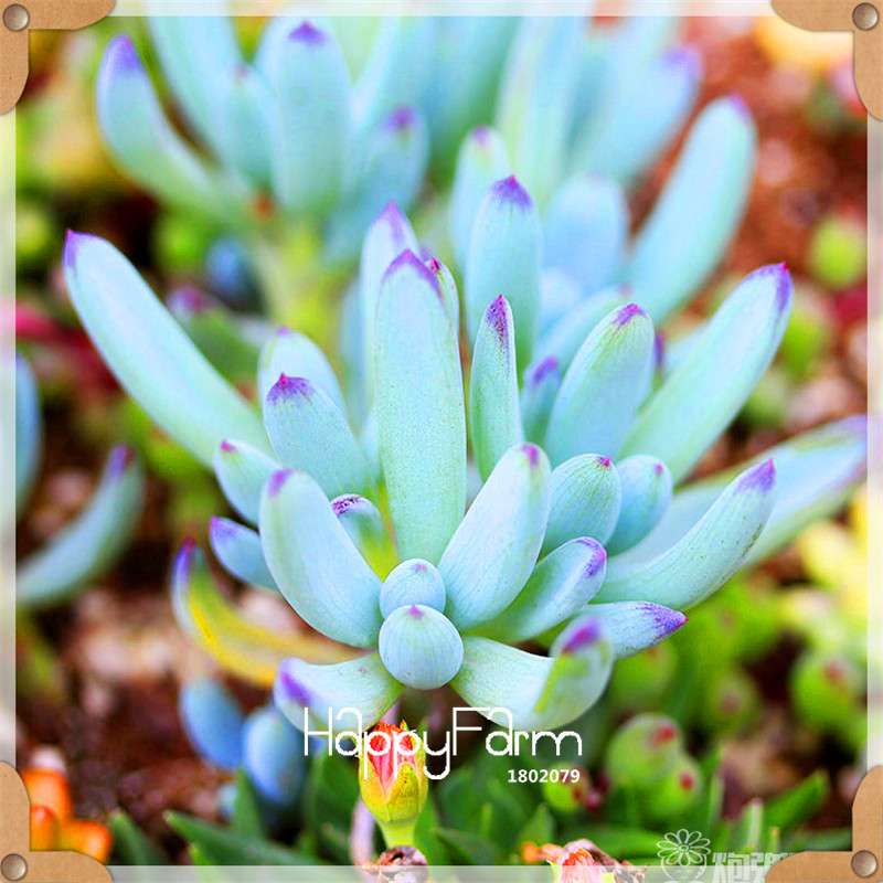99 Varieties Lithops Seeds - Succulent & Bonsai Plants for Office, Home Garden - Easy to Grow