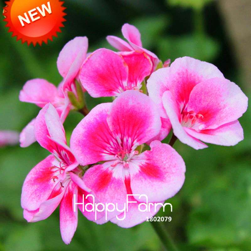 Rare Pink Butterfly Geranium Seeds - Perennial Pelargonium Peltatum for Garden