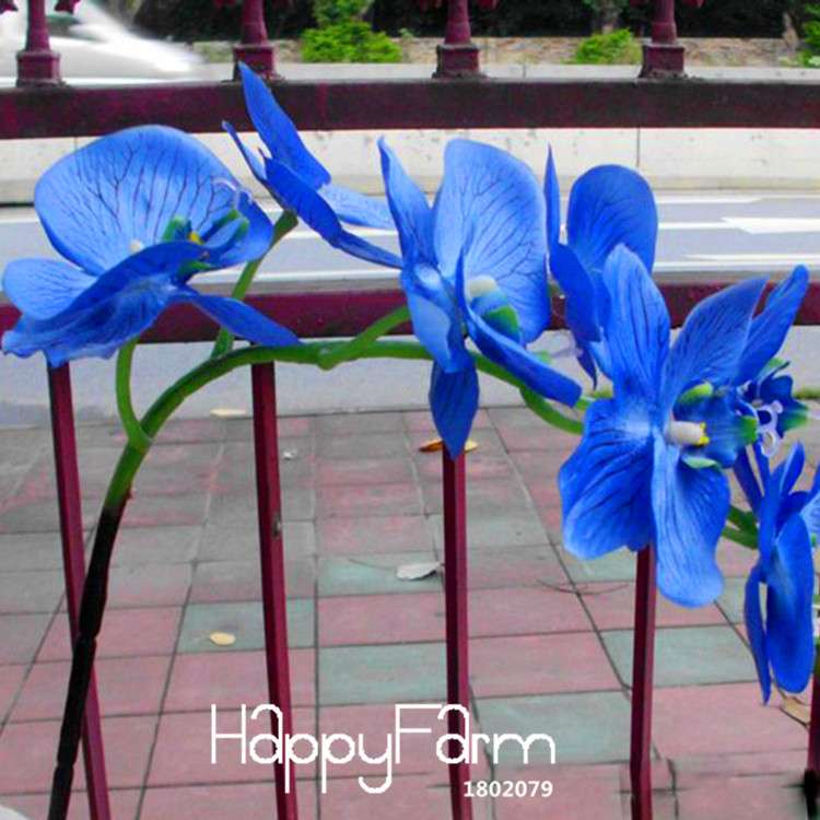 Blue Butterfly Orchid Seeds - Rare Bonsai Phalaenopsis for Stunning Gardens