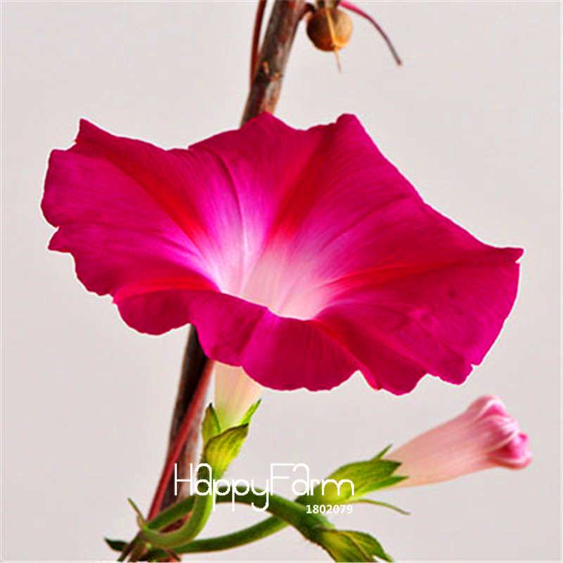 Types Ipomoea Nil Seeds - Chinese Morning Glory Flowers, Fast US Shipping