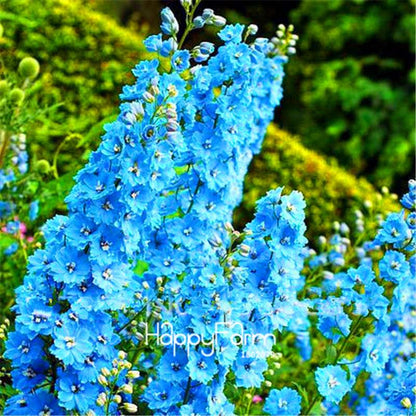 Rocket Larkspur Seeds - Easy-Grow Delphinium Flowers for Home Garden & DIY Potted Bonsai