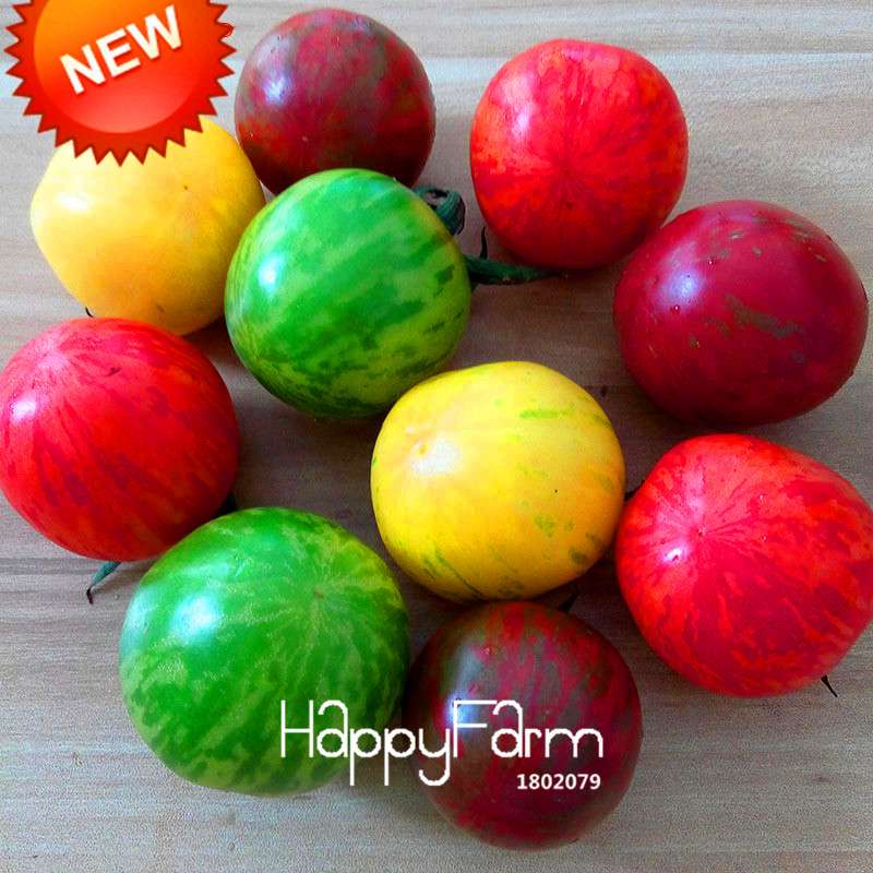 Organic Purple Tomato Seeds for Home Garden - Non-GMO, Easy Grow