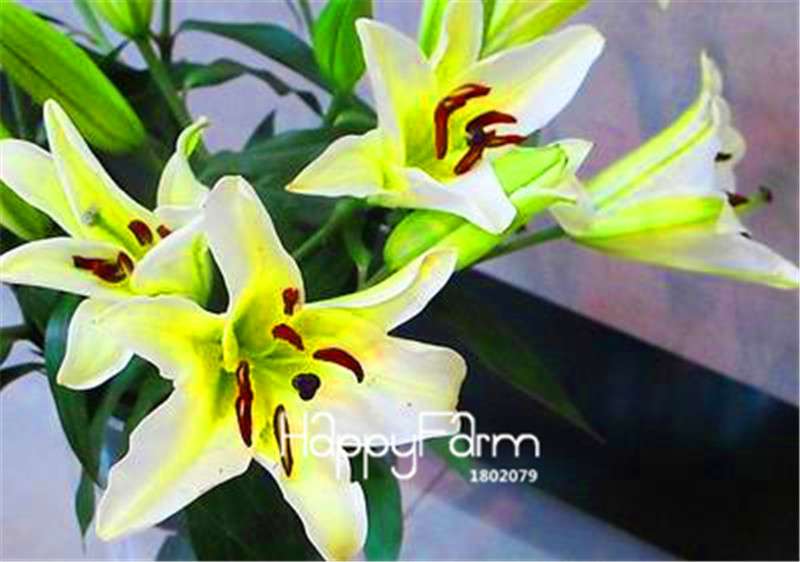 Lily Flower Seeds - Easy to Grow Bonsai Plants for Home & Garden | Fast Blooming