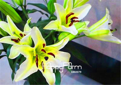 Lily Flower Seeds - Easy to Grow Bonsai Plants for Home & Garden | Fast Blooming