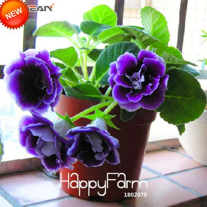 Vibrant 9-Color Gloxinia Seeds - Perennial Sinningia Speciosa, Bonsai & Balcony Flowers - USA-Grown