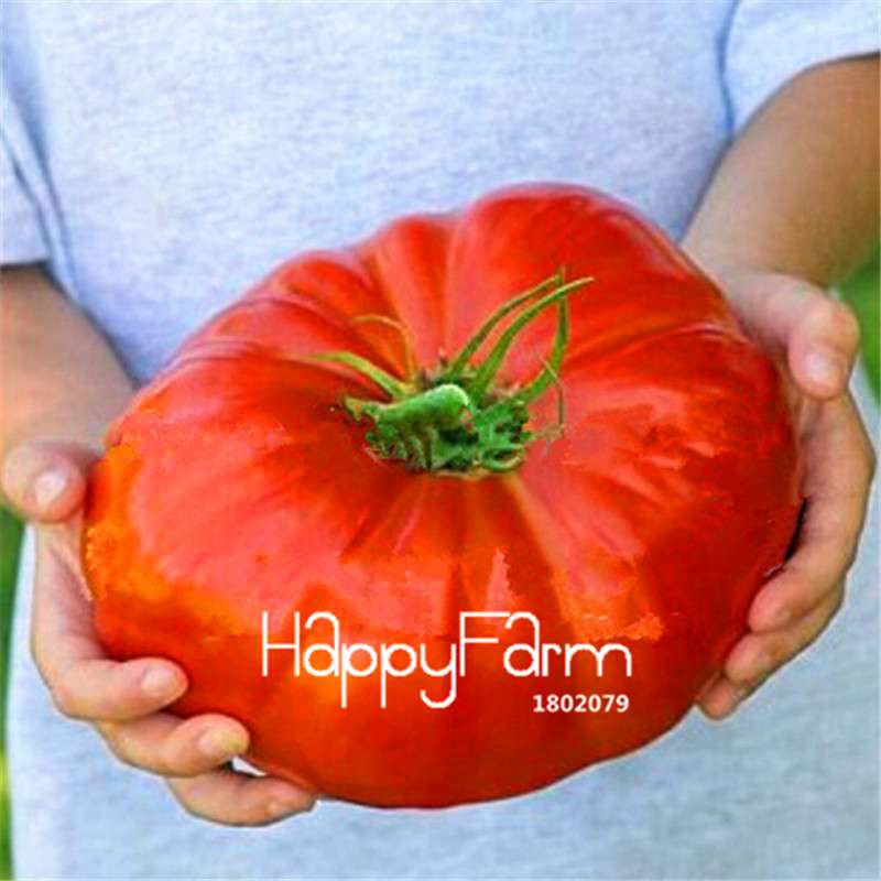 Rainbow Tomato Seeds - Organic Bonsai Veggie & Fruit Seeds for Home Garden, Non-GMO, Easy Grow