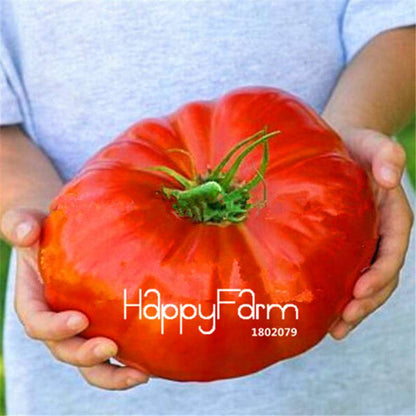 Rainbow Tomato Seeds - Organic Bonsai Veggie & Fruit Seeds for Home Garden, Non-GMO, Easy Grow