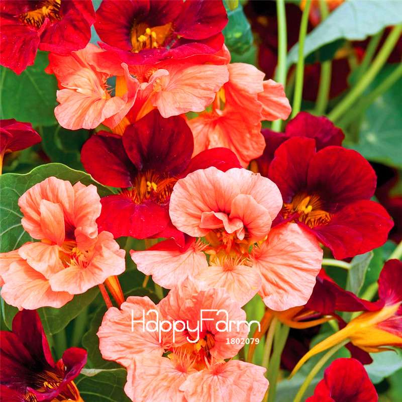 Fresh Tropaeolum Majus Nasturtium Seeds - Easy to Grow, Vibrant Flowers for Garden Planting (Fast Shipping)