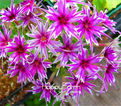 Phlox Drummondii Seeds - Twinkle Star Flower for Home & Garden | Fast-Growing, Vibrant Blooms