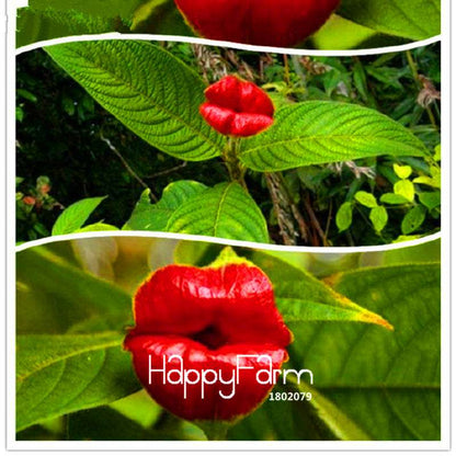 Rare Red Lips Flower Seeds (Psychotria Elata) - Exotic Blooming Houseplant for Pots