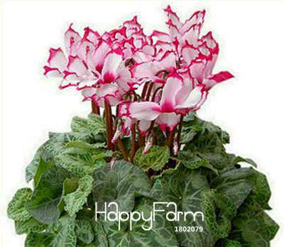 Cyclamen & Primrose Flower Seeds for Planting - Fresh Garden Seedlings