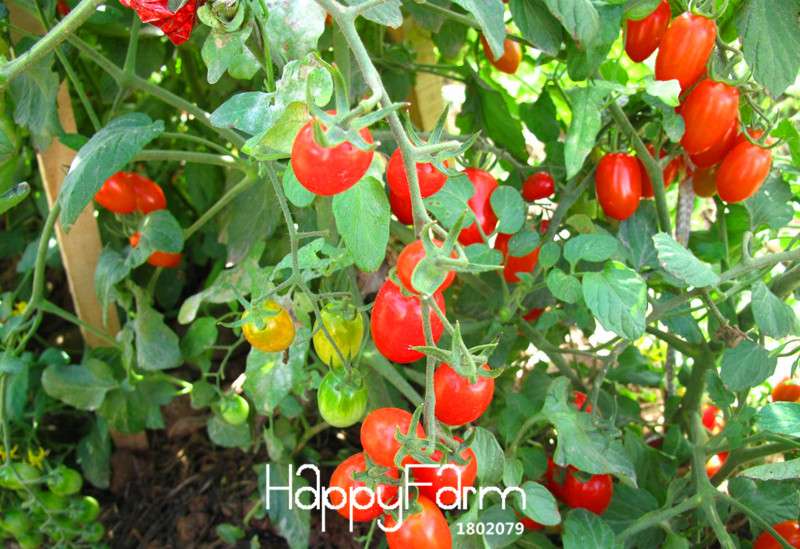 Cherry Tomato Seeds - Non-GMO, High Yield, Easy Grow for Home Garden